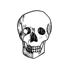 Handrawn Skeleton Illustration