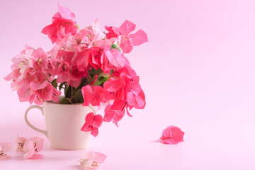 Pink bougainvillea flowers in coffee cup on pink background