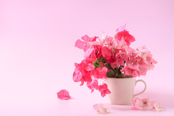 Pink bougainvillea flowers in coffee cup on pink background