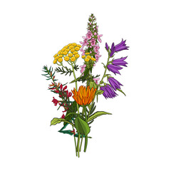 bouquet of field flowers, vector drawing wild plants at white background, flowering meadow, hand drawn botanical illustration