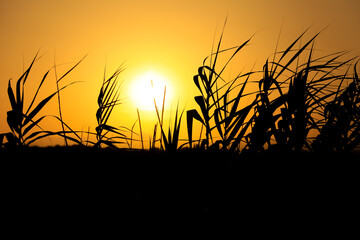 Sun hiding on the horizon between reed beds