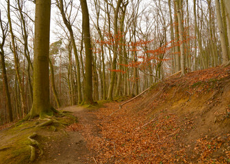 Obraz premium Autumn forest landscape, Europe, Germany