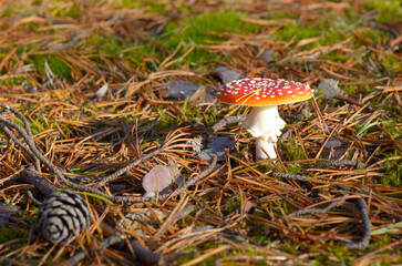 Red fly agaric grows in the forest