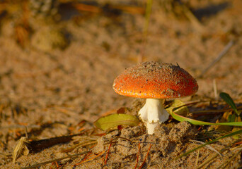 Red fly agaric grows in the forest