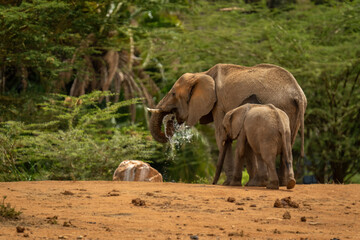 African bush elephant and calf stand drinking
