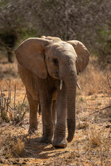 African bush elephant approaches camera in savannah