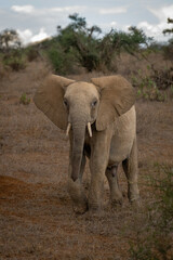 Fototapeta na wymiar African bush elephant approaches camera lifting foot