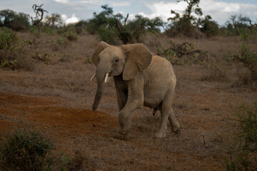 Fototapeta na wymiar African bush elephant crosses savannah lifting foot