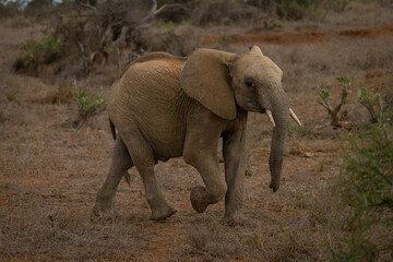 Fototapeta na wymiar African bush elephant crosses savannah raising foot