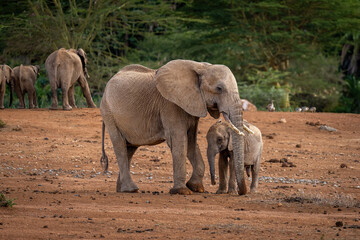 Fototapeta premium African bush elephant stands beside her calf
