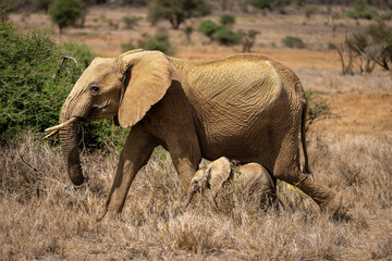 Fototapeta premium African bush elephant passes bush with calf