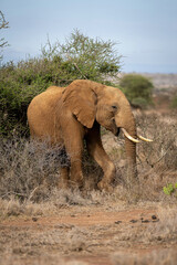 African bush elephant in bushes watching camera