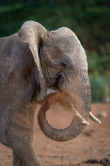African bush elephant squirts dust from trunk