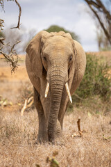Fototapeta na wymiar African bush elephant stands facing towards camera
