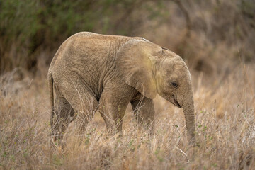 Baby African bush elephant stands eyeing camera