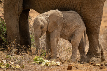Naklejka premium Baby African bush elephant stands near mother