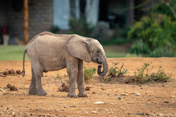 Baby African bush elephant stands outside lodge