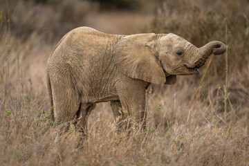 Baby African bush elephant stands stripping branch