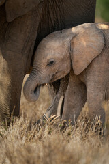 Obraz premium Baby African bush elephant stands with mother
