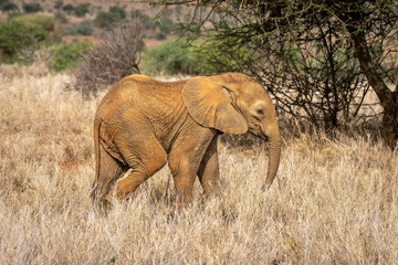 Baby African bush elephant walks across grass
