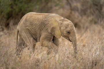 Obraz na płótnie Canvas Baby African bush elephant walks lifting foot
