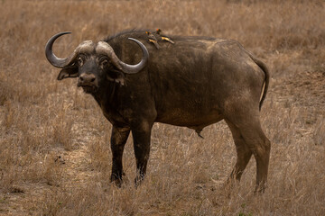 Cape buffalo stands carrying two yellow-billed oxpeckers