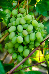 Bunch ripe green grapes, food and fruit.