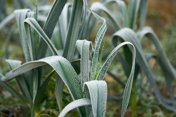 frozed vegetable in winter garden