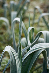 frozed vegetable in winter garden