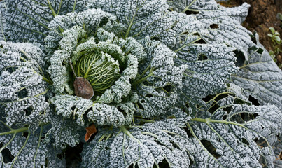frozed vegetable in winter garden
