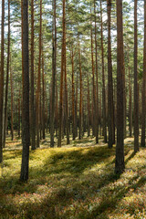Pine tree forest landscape in autumn. Forest therapy and stress relief.
