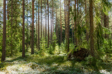 Pine tree forest landscape in autumn. Forest therapy and stress relief.