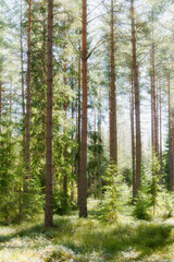 Pine tree forest landscape in autumn. Forest therapy and stress relief.