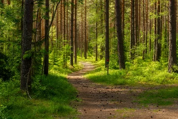 Kiefernwaldlandschaft im Herbst. Waldtherapie und Stressabbau. © Conny Sjostrom