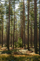 Fototapeta na wymiar Pine tree forest landscape in autumn. Forest therapy and stress relief.