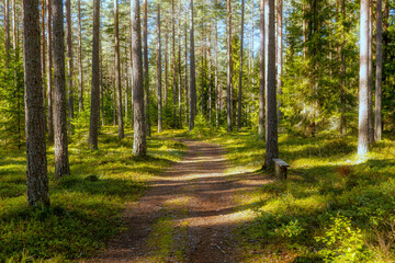 Pine tree forest landscape in autumn. Forest therapy and stress relief.
