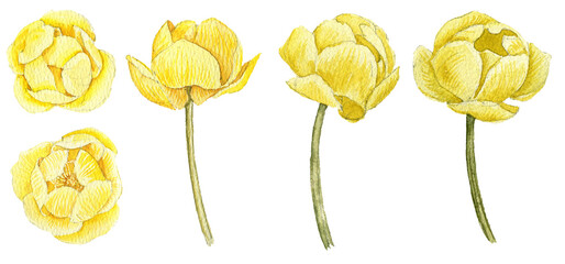 watercolor drawing spring yellow flowers of globeflower, Trollius isolated at white background, hand drawn illustration