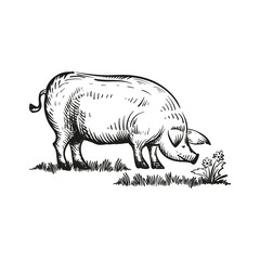 Pig in the grass monochrome freehand sketch. Vector illustration.
