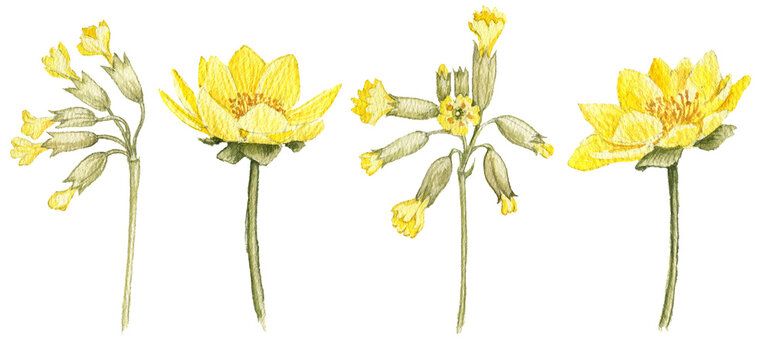 watercolor drawing spring yellow flowers of cowslip and pheasant's eye isolated at white background, hand drawn illustration