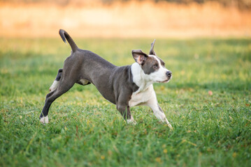 Morning walk with teenage Staffordshire Terriers in the park. Love for pets.