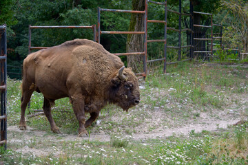 Naklejka na ściany i meble European bison grazing in the meadow