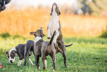 Morning walk with teenage Staffordshire Terriers in the park. Love for pets.