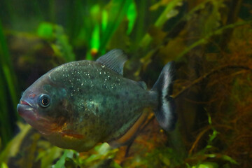 Close-up on a floating red piranha. Piranha is a species of predatory ray-finned fish from the piranha family.
