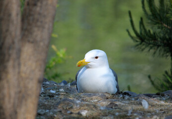 Great Herring Gull on the seashore
