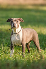Morning walk with teenage Staffordshire Terriers in the park. Love for pets.