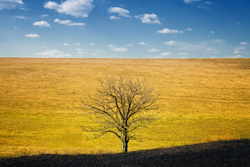 Tree against a field and the sky in Ukraine