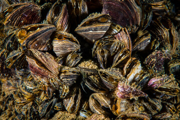 Zebra mussels are an invasive species that has been accidentally introduced to numerous areas...