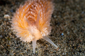 Salmon-gilled nudibranch underwater in the St. Lawrence River.