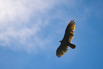 Turkey vulture soaring high in the sky over the St. Lawrence River I n Canada.