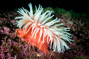 Northern Red Anemone underwater in the St. Lawrence River